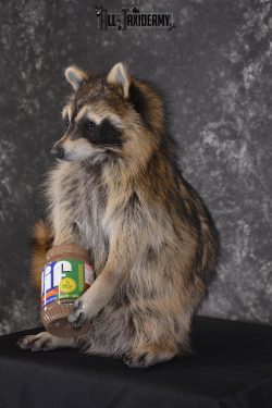 Raccoon with peanut butter jar novelty taxidermy mount for sale SKU 1871 - Image 5