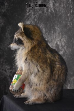 Raccoon with peanut butter jar novelty taxidermy mount for sale SKU 1871 - Image 4