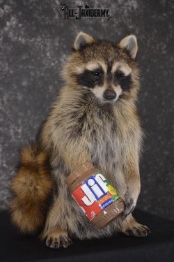 Raccoon with peanut butter jar novelty taxidermy mount for sale SKU 1871 - Image 3