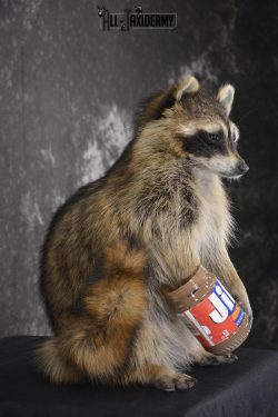 Raccoon with peanut butter jar novelty taxidermy mount for sale SKU 1871 - Image 2
