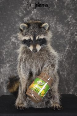 Raccoon with peanut butter jar novelty taxidermy mount for sale SKU 1872