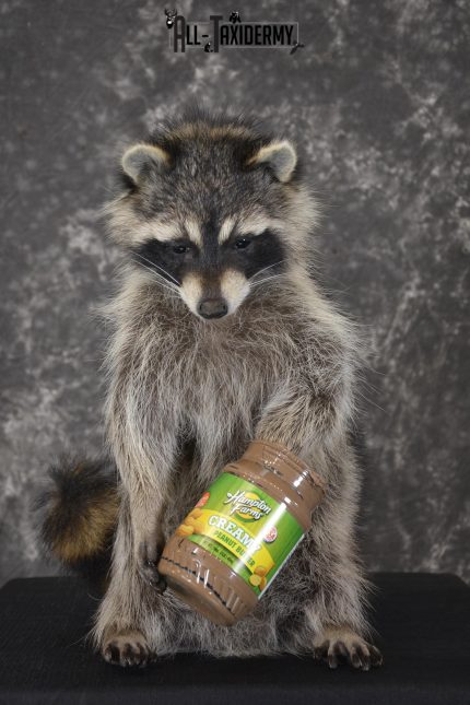 Raccoon with peanut butter jar novelty taxidermy mount for sale SKU 1872