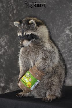 Raccoon with peanut butter jar novelty taxidermy mount for sale SKU 1872 - Image 5