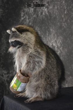 Raccoon with peanut butter jar novelty taxidermy mount for sale SKU 1872 - Image 4