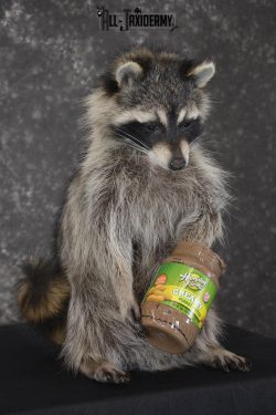 Raccoon with peanut butter jar novelty taxidermy mount for sale SKU 1872 - Image 3