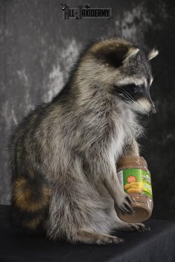 Raccoon with peanut butter jar novelty taxidermy mount for sale SKU 1872 - Image 2