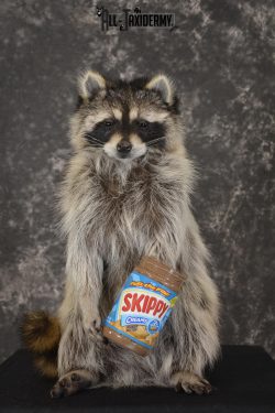 Raccoon with peanut butter jar novelty taxidermy mount for sale SKU 1873