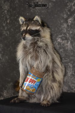 Raccoon with peanut butter jar novelty taxidermy mount for sale SKU 1873 - Image 5