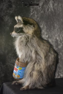Raccoon with peanut butter jar novelty taxidermy mount for sale SKU 1873 - Image 4