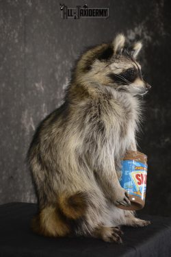 Raccoon with peanut butter jar novelty taxidermy mount for sale SKU 1873 - Image 2