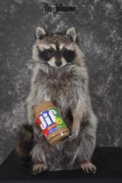 Raccoon with peanut butter jar novelty taxidermy mount for sale SKU 1874