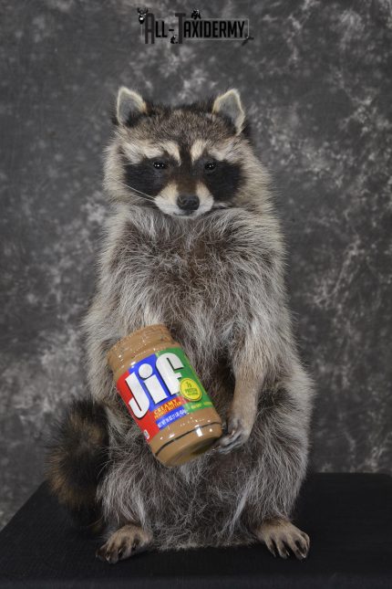 Raccoon with peanut butter jar novelty taxidermy mount for sale SKU 1874