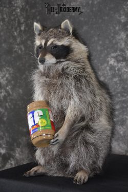 Raccoon with peanut butter jar novelty taxidermy mount for sale SKU 1874 - Image 5