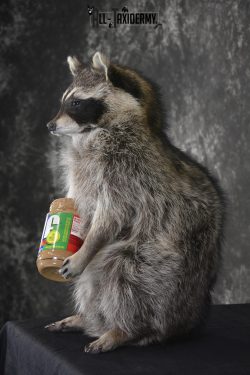 Raccoon with peanut butter jar novelty taxidermy mount for sale SKU 1874 - Image 4
