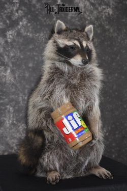 Raccoon with peanut butter jar novelty taxidermy mount for sale SKU 1874 - Image 3