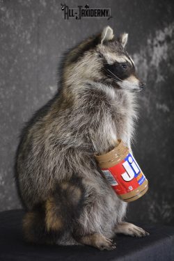 Raccoon with peanut butter jar novelty taxidermy mount for sale SKU 1874 - Image 2