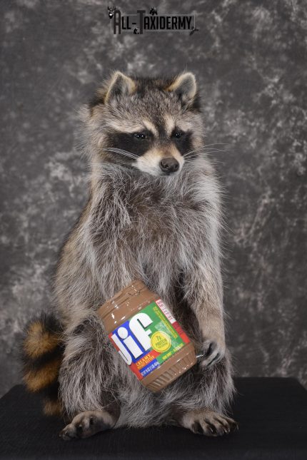 Raccoon with peanut butter jar novelty taxidermy mount for sale SKU 1875