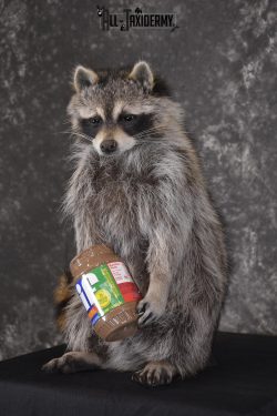 Raccoon with peanut butter jar novelty taxidermy mount for sale SKU 1875 - Image 5