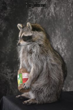 Raccoon with peanut butter jar novelty taxidermy mount for sale SKU 1875 - Image 4