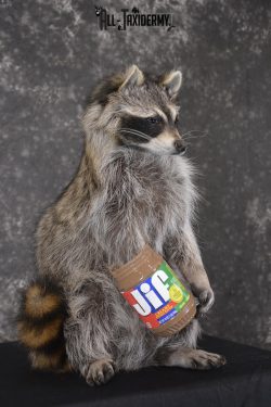 Raccoon with peanut butter jar novelty taxidermy mount for sale SKU 1875 - Image 3