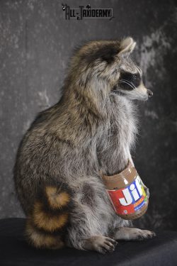 Raccoon with peanut butter jar novelty taxidermy mount for sale SKU 1875 - Image 2