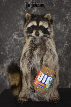 Raccoon with peanut butter jar novelty taxidermy mount for sale SKU 1876