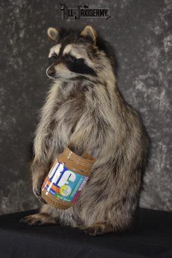 Raccoon with peanut butter jar novelty taxidermy mount for sale SKU 1876 - Image 5