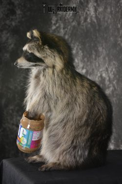 Raccoon with peanut butter jar novelty taxidermy mount for sale SKU 1876 - Image 4