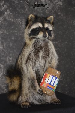 Raccoon with peanut butter jar novelty taxidermy mount for sale SKU 1876 - Image 3