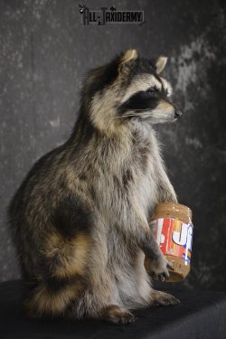 Raccoon with peanut butter jar novelty taxidermy mount for sale SKU 1876 - Image 2