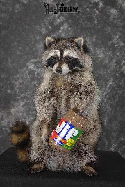 Raccoon with peanut butter jar novelty taxidermy mount for sale SKU 1877