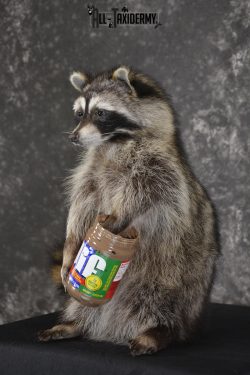 Raccoon with peanut butter jar novelty taxidermy mount for sale SKU 1877 - Image 5