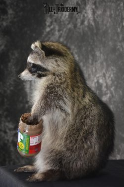Raccoon with peanut butter jar novelty taxidermy mount for sale SKU 1877 - Image 4