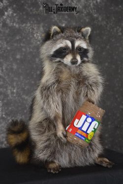 Raccoon with peanut butter jar novelty taxidermy mount for sale SKU 1877 - Image 3