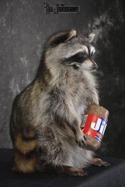 Raccoon with peanut butter jar novelty taxidermy mount for sale SKU 1877 - Image 2