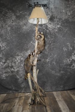 2 Raccoon taxidermy mounts on lamp stand for sale SKU 1880