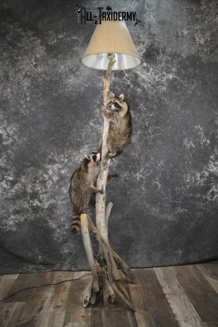 2 Raccoon taxidermy mounts on lamp stand for sale SKU 1880