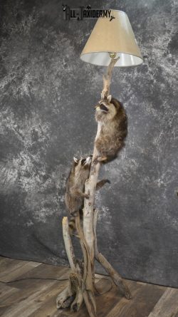 2 Raccoon taxidermy mounts on lamp stand for sale SKU 1880 - Image 8