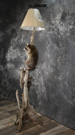 2 Raccoon taxidermy mounts on lamp stand for sale SKU 1880 - Image 7