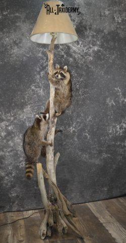 2 Raccoon taxidermy mounts on lamp stand for sale SKU 1880 - Image 6