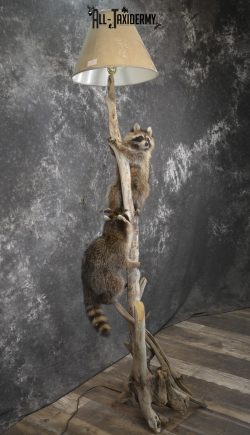 2 Raccoon taxidermy mounts on lamp stand for sale SKU 1880 - Image 5