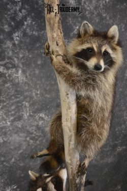 2 Raccoon taxidermy mounts on lamp stand for sale SKU 1880 - Image 4