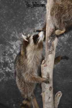 2 Raccoon taxidermy mounts on lamp stand for sale SKU 1880 - Image 3