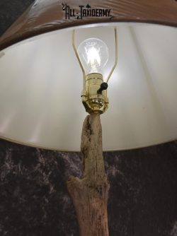 2 Raccoon taxidermy mounts on lamp stand for sale SKU 1880 - Image 2