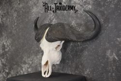 African Cape Buffalo taxidermy skull for sale SKU 1931 - Image 5
