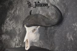 African Cape Buffalo taxidermy skull for sale SKU 1931 - Image 4