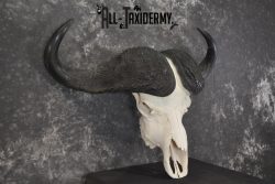 African Cape Buffalo taxidermy skull for sale SKU 1931 - Image 3