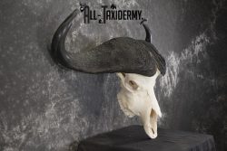 African Cape Buffalo taxidermy skull for sale SKU 1931 - Image 2