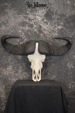 African Cape Buffalo taxidermy skull for sale SKU 1932