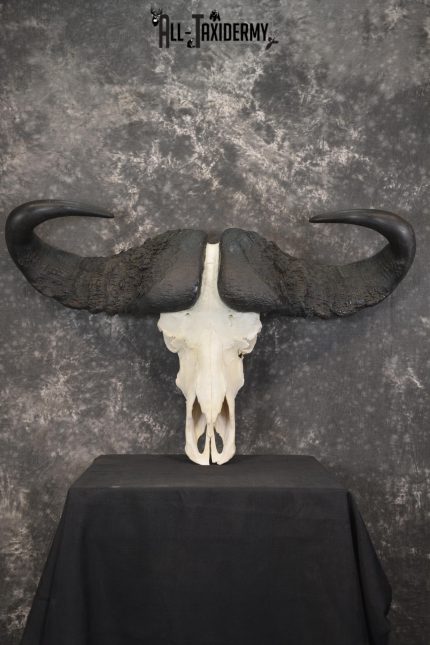 African Cape Buffalo taxidermy skull for sale SKU 1932